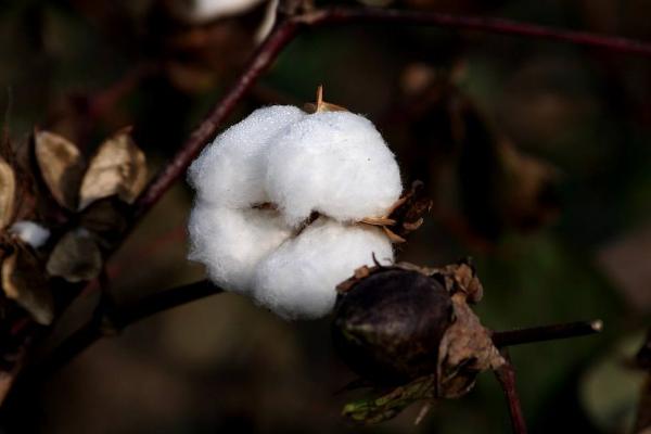 豫棉206棉花品种简介，高抗枯萎病耐黄萎病