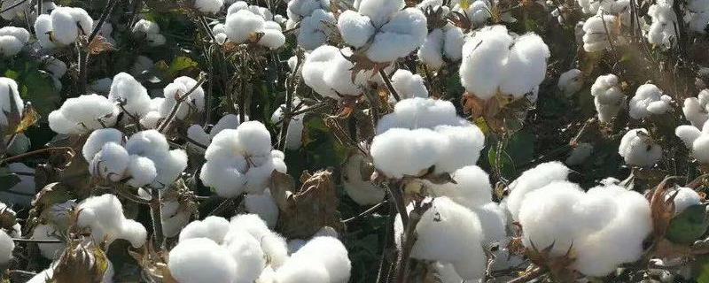 中棉EB002棉花种子特点，平均生育期107.0天