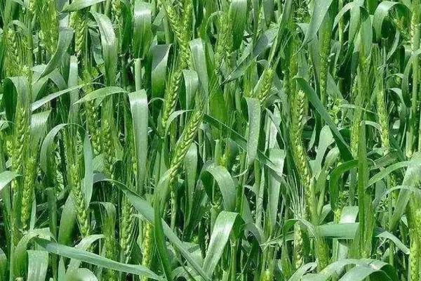 中育1628小麦品种简介，半冬性品种