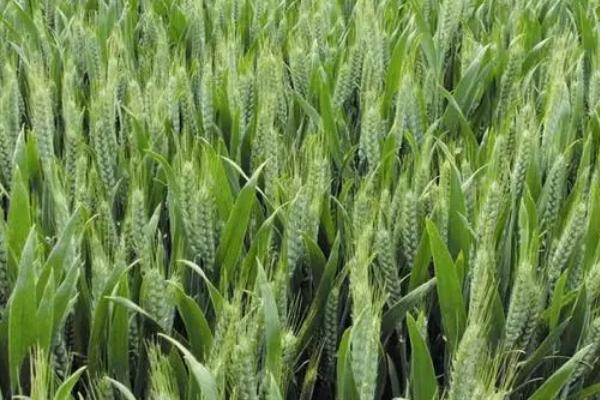 中育1628小麦品种简介，半冬性品种