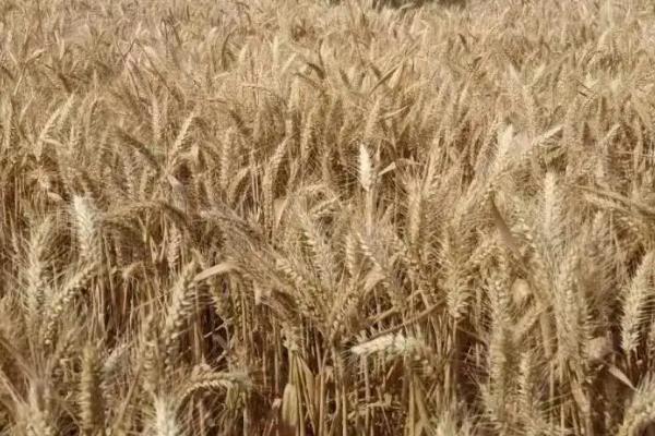瑞星麦625小麦品种简介，每亩适宜基本苗20～24万