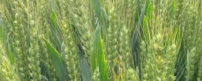 中育1628小麦品种简介，半冬性品种
