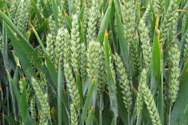 豫农901小麦种子介绍，半冬性品种