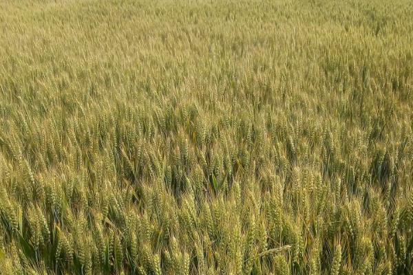 视察168小麦种子特点，适宜播种期10月上中旬