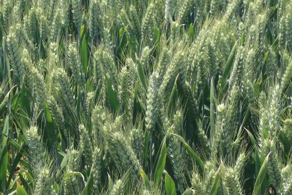 许麦1706小麦品种的特性，每亩适宜基本苗18～22万