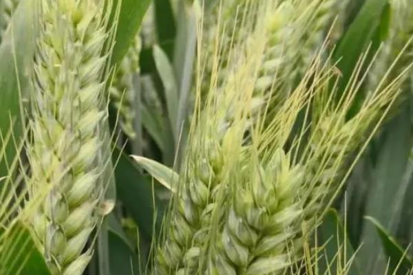 许麦1706小麦品种的特性，每亩适宜基本苗18～22万