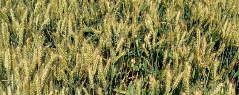 科大111小麦品种的特性，每亩适宜基本苗15～20万