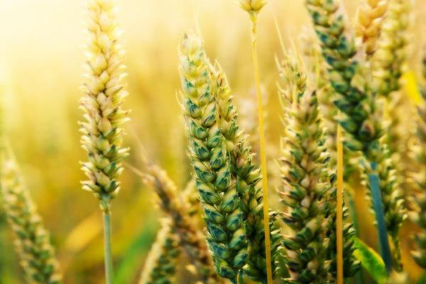 豫州黑麦2号小麦品种的特性，每亩适宜基本苗18～20万