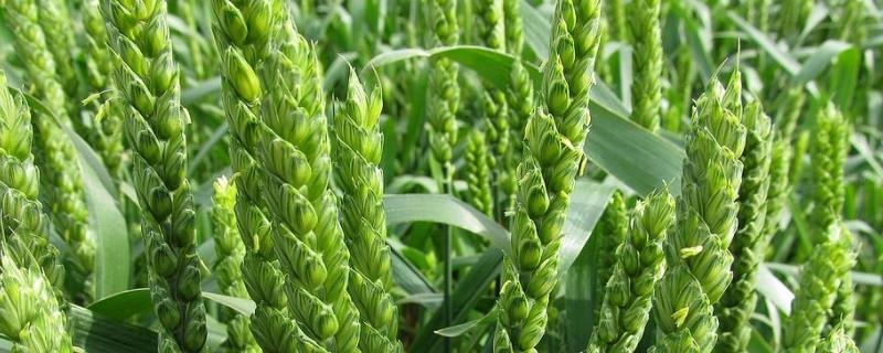 豫州黑麦2号小麦品种的特性，每亩适宜基本苗18～20万