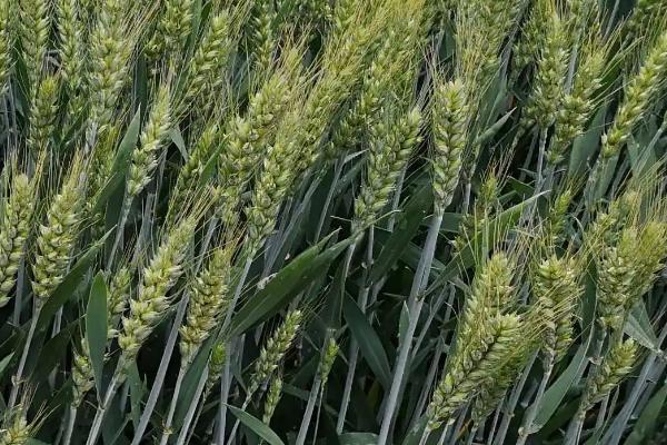 豫州黑麦1号小麦品种的特性，适宜播种期10月上中旬