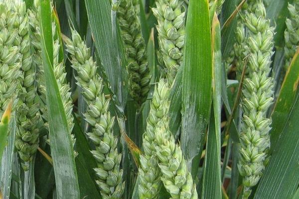 豫农901小麦种子介绍，半冬性品种