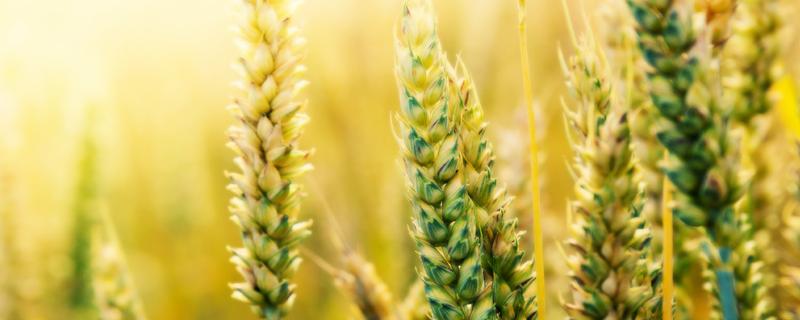 偃科068小麦种子特点，每亩适宜基本苗18万左右