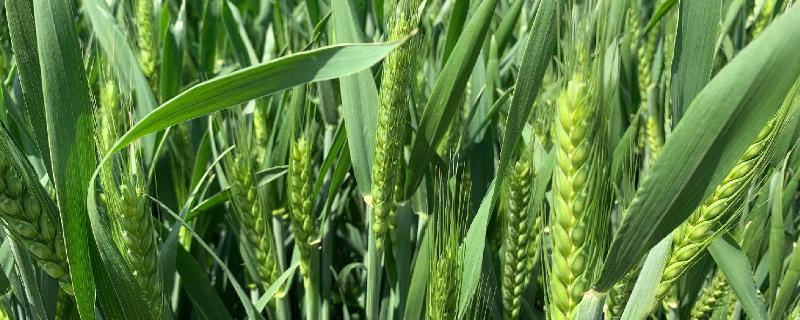温麦32小麦品种的特性，半冬性品种