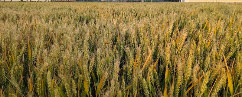 农麦51小麦种子特征特性，适宜播种期10月上中旬