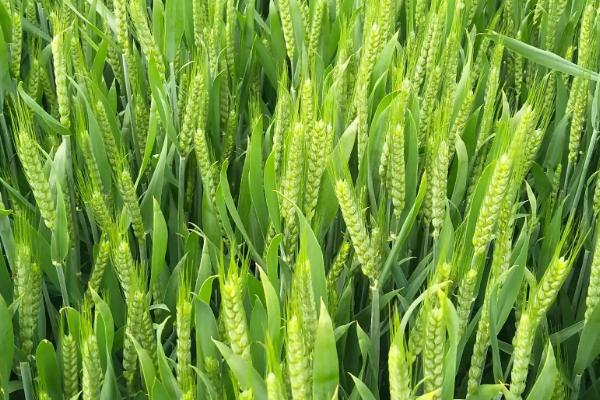 偃科068小麦种子特点，每亩适宜基本苗18万左右