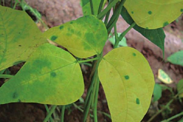 作物缺氮或氮肥过量的症状，缺氮时叶尖会褪绿黄化、过量时植株会徒长