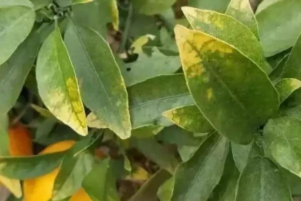 作物缺氮或氮肥过量的症状，缺氮时叶尖会褪绿黄化、过量时植株会徒长