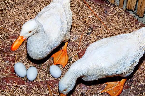 鹅产蛋能产多久，一般可以产3年