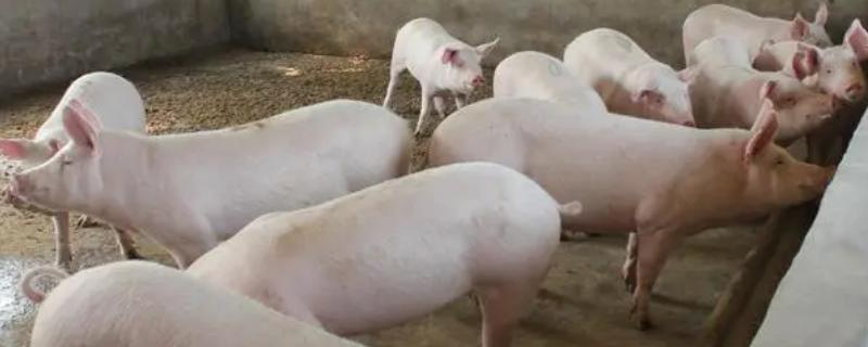 养殖白猪不养黑猪的原因，白猪的生长速度快且成本低