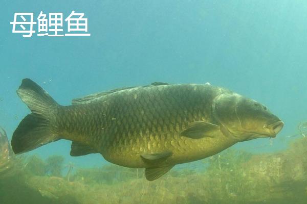 鲤鱼如何分公母，推荐四个简单又实用的技巧