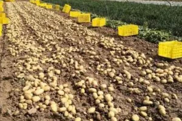 河南秋季何时适合种植土豆，一般为8-9月份