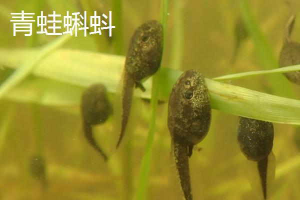 青蛙蝌蚪和蟾蜍蝌蚪的区别，外观、活动状态、大小明显不同