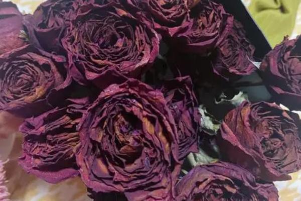 玫瑰花插水里怎么保鲜，每隔一两天就需要换水一次