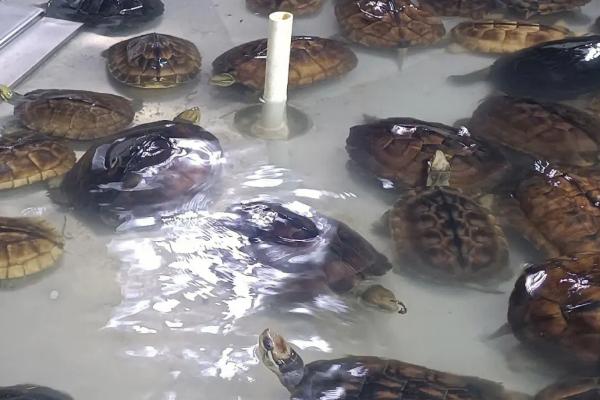 刚出生的石金钱龟怎么养，将水温保持在24-30℃之间