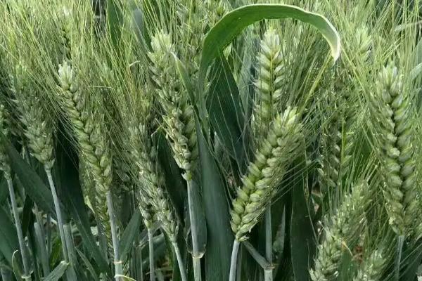 科麦513小麦种子特点，适墒适时播种
