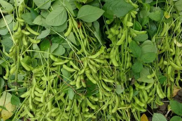 中豆49大豆种子介绍，普通型夏大豆品种