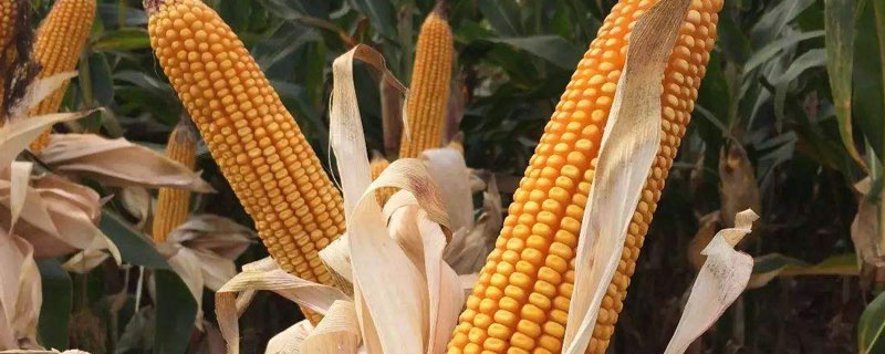 美谷666玉米品种简介，单作每亩种植3500株
