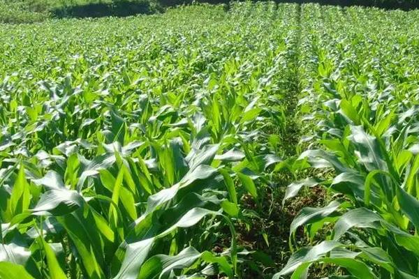 尚谷999玉米种子介绍，3月下旬至4月初播种