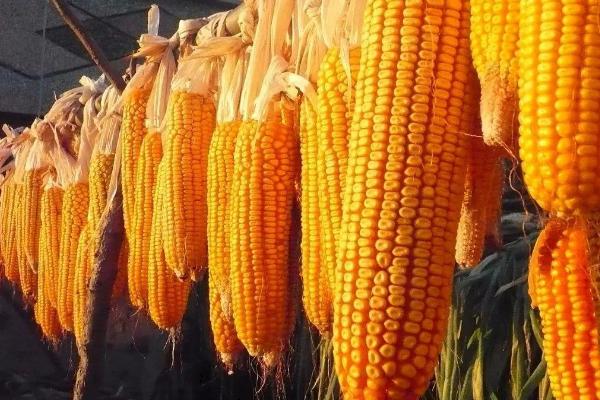 美谷666玉米品种简介，单作每亩种植3500株