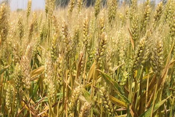 西农1号小麦种子特点，属半冬性品种