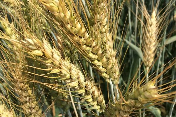 襄麦32小麦种子简介，适播期后播种