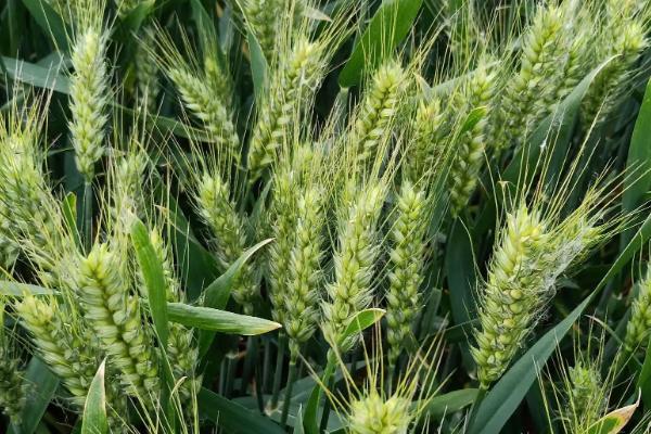 伟隆169小麦种子介绍，生育期199.6天