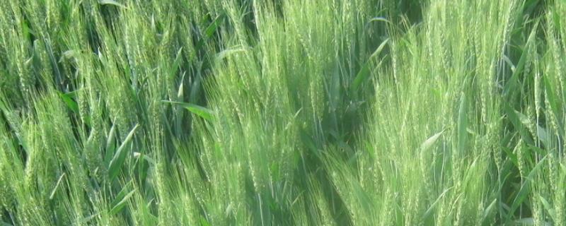 西农1号小麦种子特点，属半冬性品种
