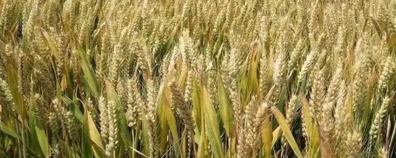 长麦8号小麦品种的特性，生育期193.3天