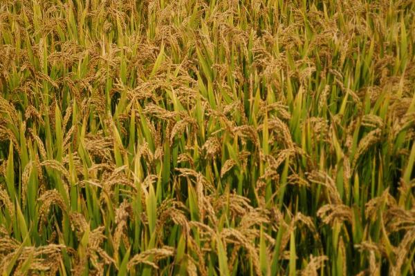 华6421S水稻种子特点，苗期注意防治细菌性条斑病