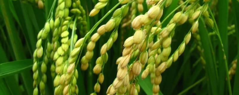 E农2S水稻种子特点，秧田亩播种量15公斤