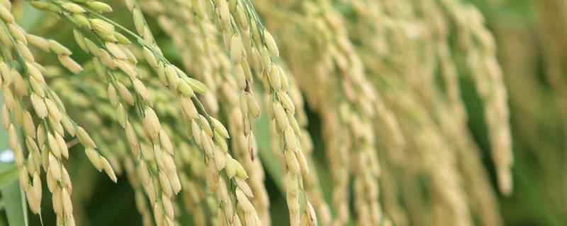 华两优2171水稻种简介，6月初播种