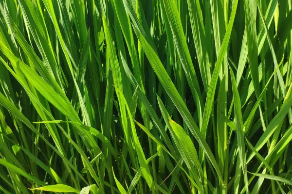 EK1S水稻品种的特性，在武汉5月上旬至5月下旬播种