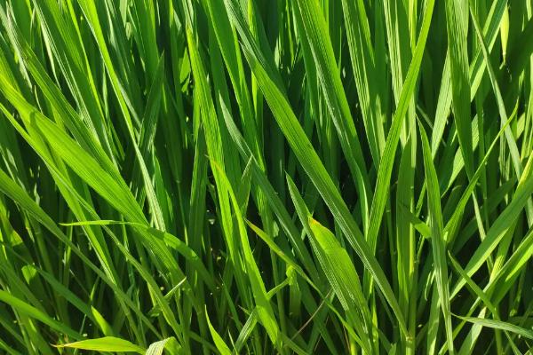 EK1S水稻品种的特性，在武汉5月上旬至5月下旬播种