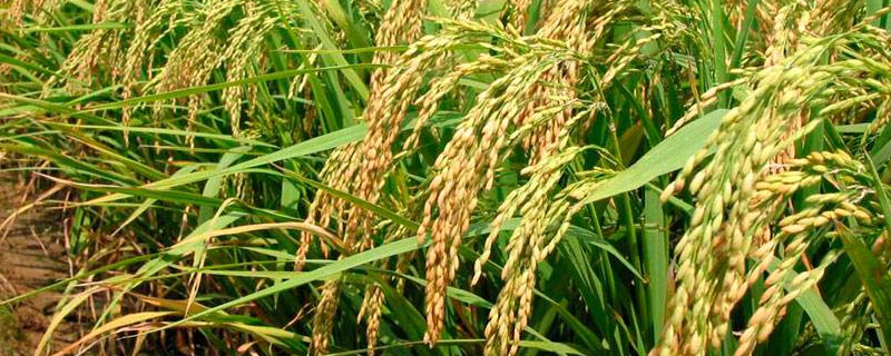 金科丝苗1号水稻种子特征特性，5月下旬至6月上旬播种