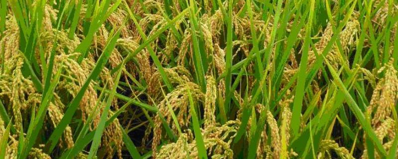 易两优华占水稻品种简介，属早熟籼型中稻品种