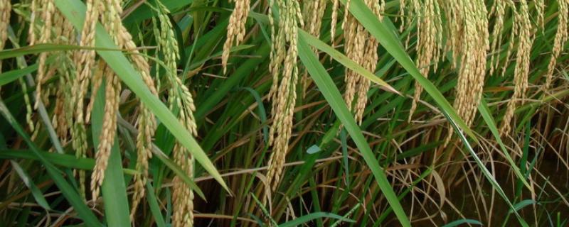 臻两优1468水稻种子特点，全生育期139.2天