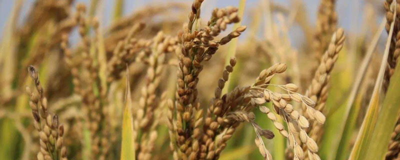 悦两优5688水稻种子特征特性，属中熟偏早籼型中稻品种