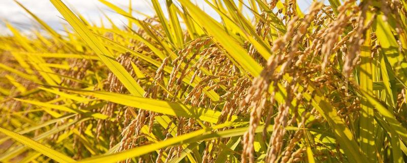 旱优73水稻品种简介，全生育期109.6天
