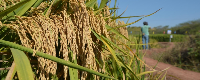 华两优2824水稻品种的特性，中抗白叶枯病