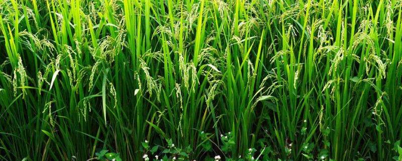 隆晶优1266水稻种简介，湘北6月13-15日播种
